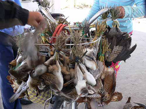 Ngăn chặn hành động tận diệt chim trời ảnh 1